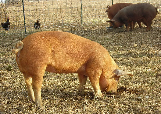 Grazing Pig